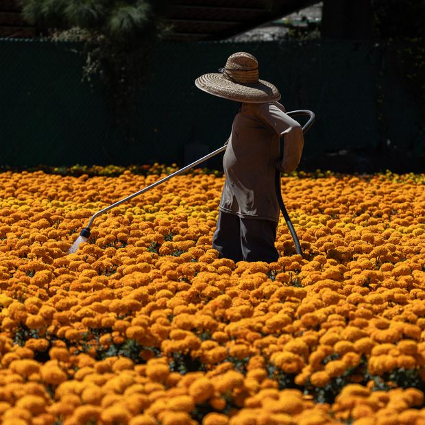 ¿El cempasúchil vuelve a florecer?